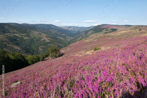 Lande de Bruyère en Lozère