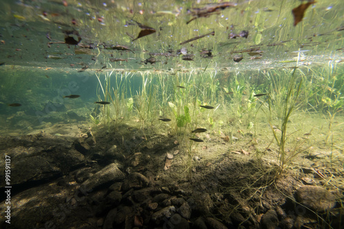 Sous la surface de l'Allier