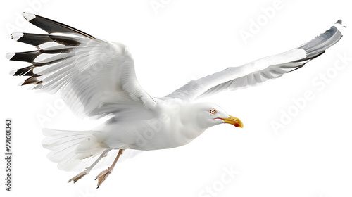 Natural white seagull isolated on a white background, aquatic animal 