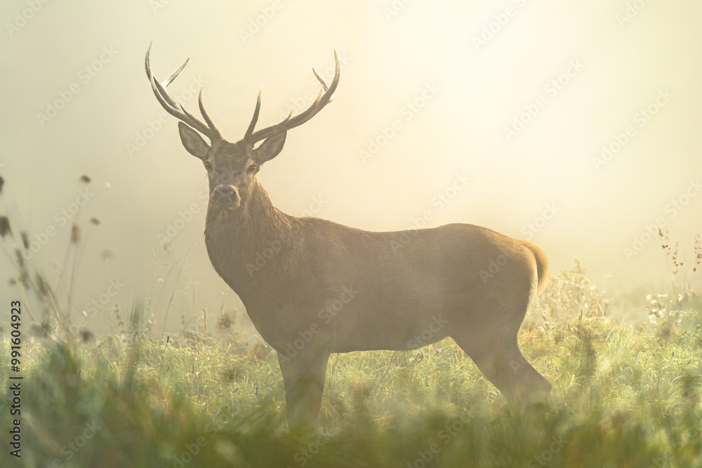 Obraz premium Jeleń o wschodzie słońca