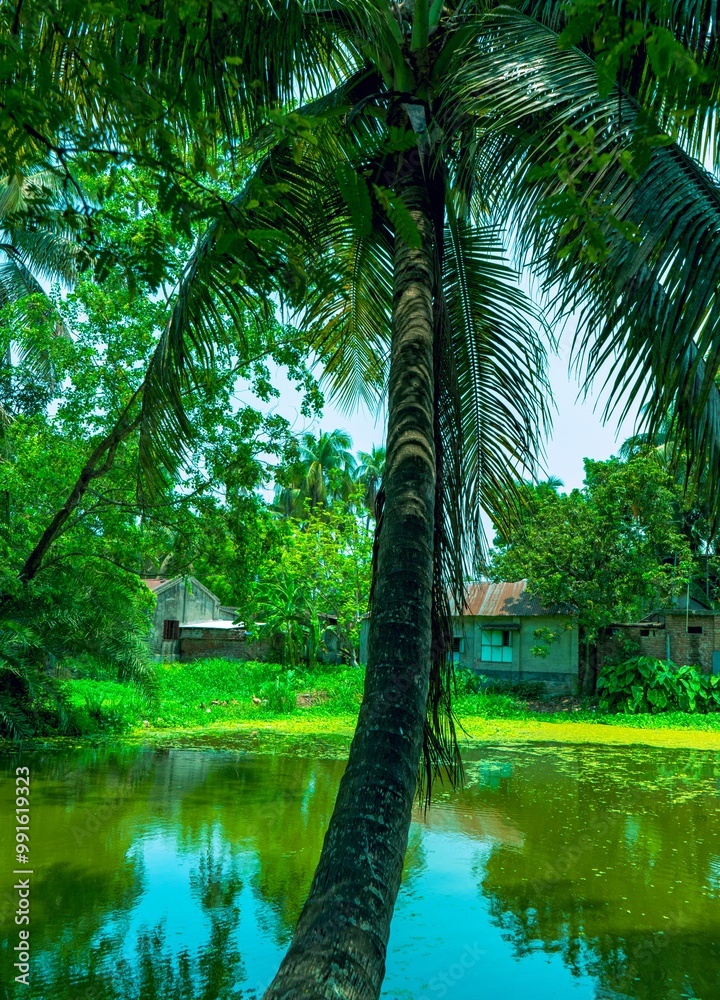 palm tree leaned over pond.