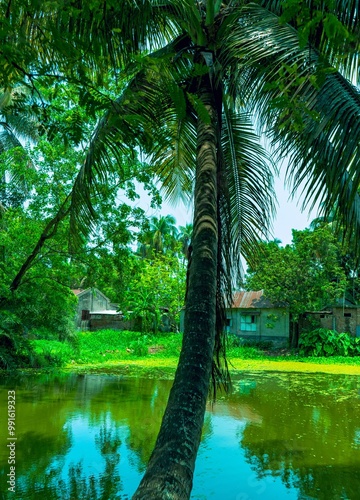 Obraz na płótnie palm tree leaned over pond. w salonie