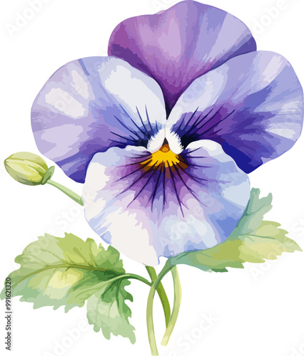 pansy flower