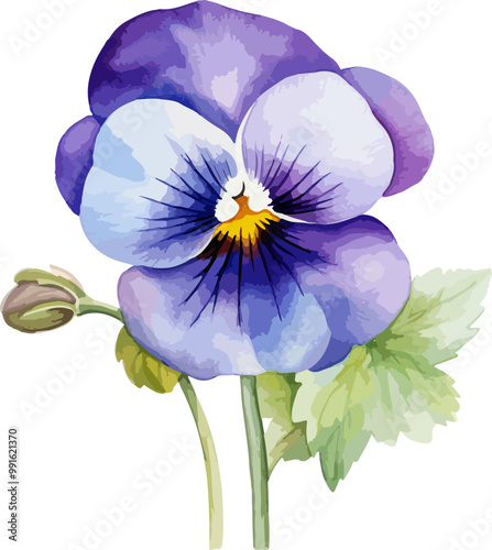 pansy flower