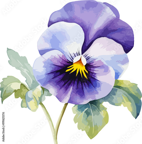 pansy flower