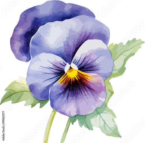 pansy flower