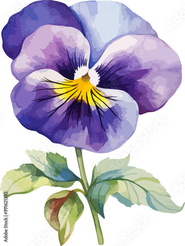 pansy flower