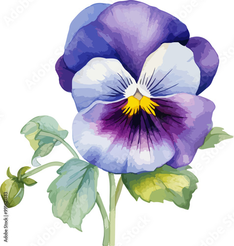 pansy flower
