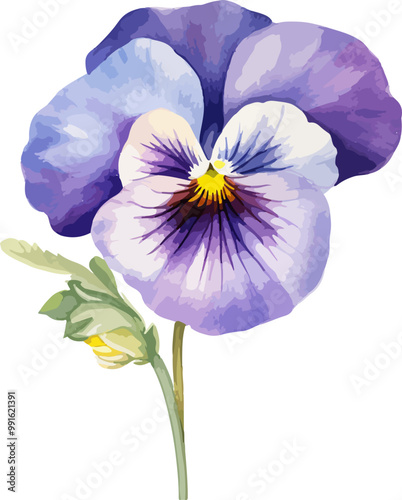pansy flower