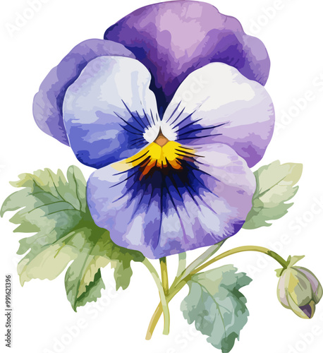 pansy flower