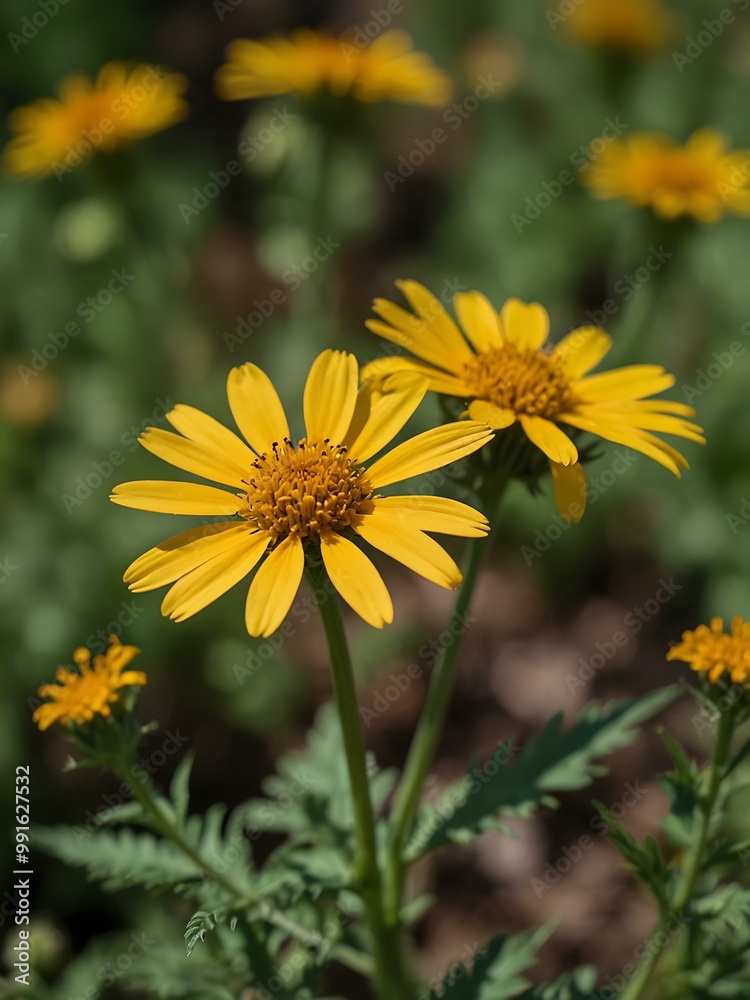 Cut-leaved ragwort flowers attracting insects. Cut-leaved ragwort flowers attracting insects.