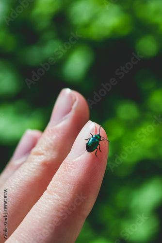 a little insect on hand