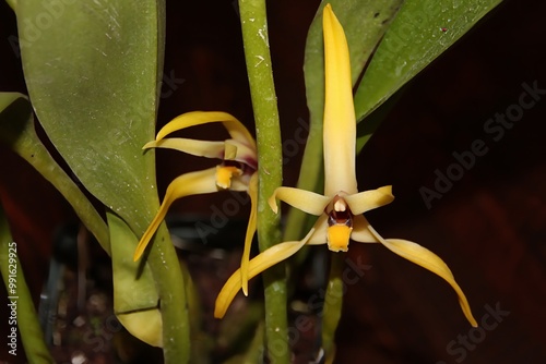 Unusual Yellow Orchid Species Maxillaria dillonii in Bloom.