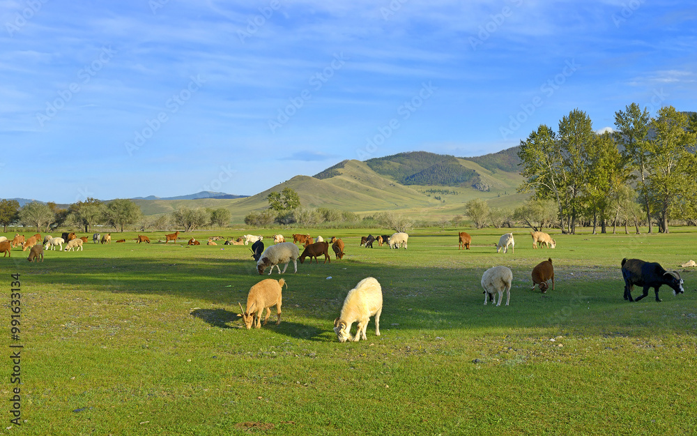 A typical landscape of central Mongolia