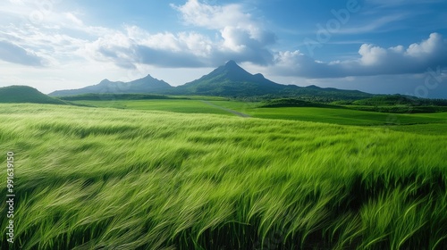 Green barley fields sway in the breeze on Gapado Island, with a quiet farm road and the distant peaks of Mt. Sanbang and Mt. Halla. photo