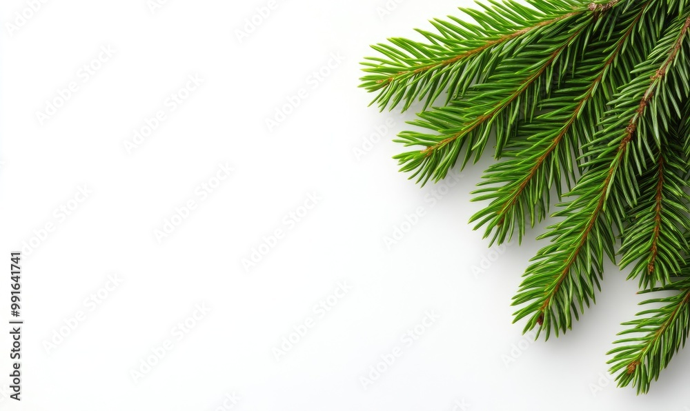 Obraz premium Spruce Branches Border on White Background
