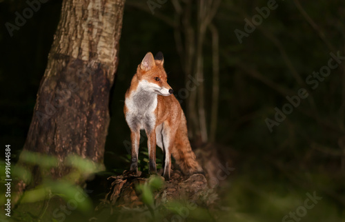 Portrait of a young red fox standing on a tree in a forest photo