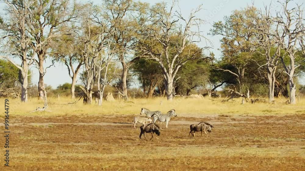 Wild animal in Hwange National Park in Zimbabwe Wild animal in Hwange National Park in Zimbabwe