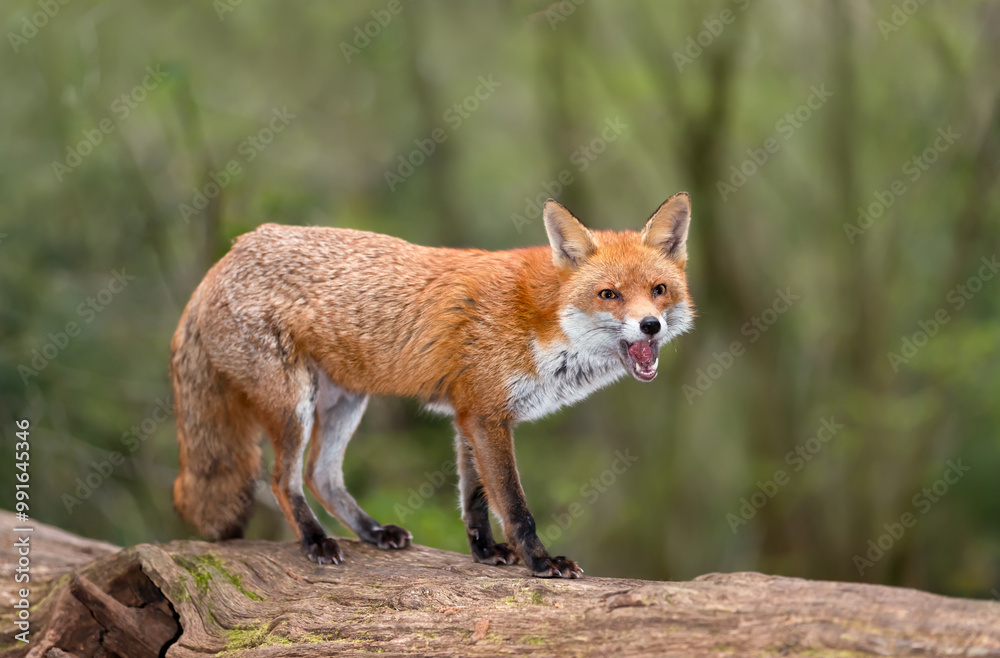 Portrait of a red fox with open mouth standing on a log in the forest Portrait of a red fox with open mouth standing on a log in the forest