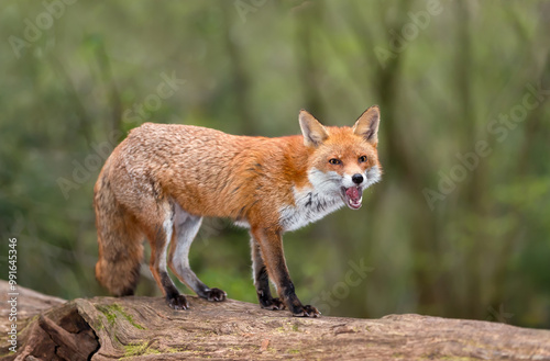 Portrait of a red fox with open mouth standing on a log in the forest