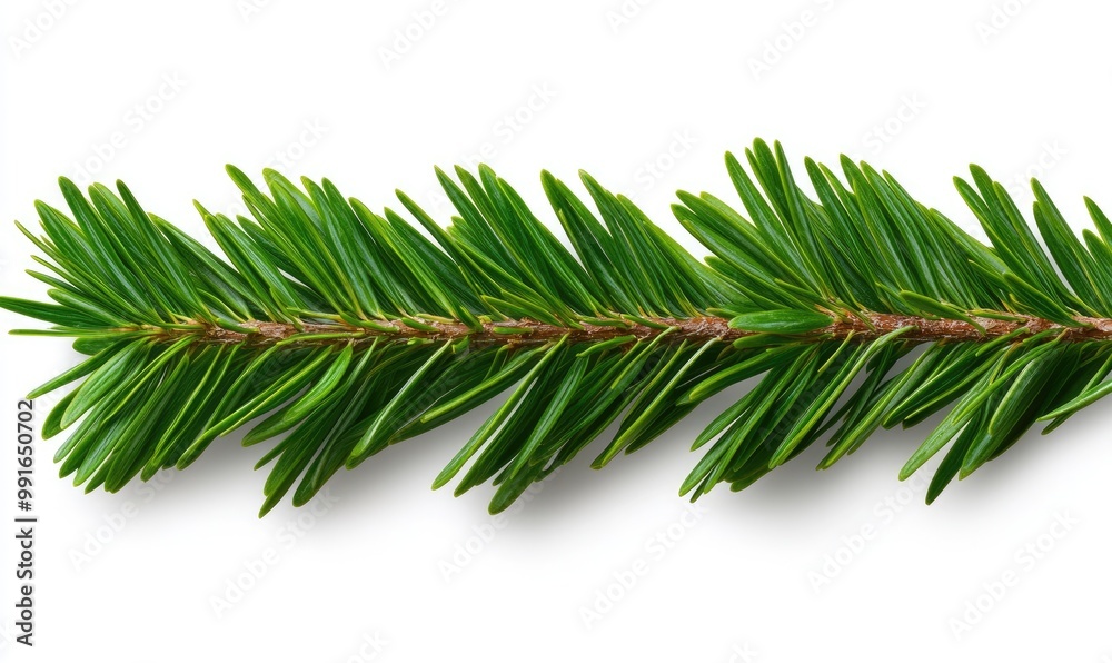 Spruce Branches Border on White Background Spruce Branches Border on White Background