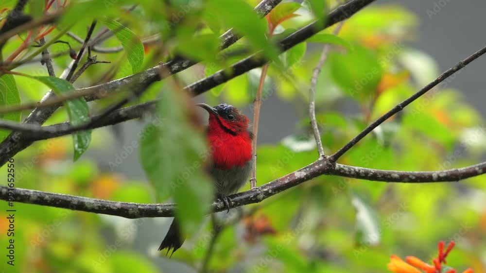 Brightly colored bird perched among green leaves on branch with soft background. Brightly colored bird perched among green leaves on branch with soft background.