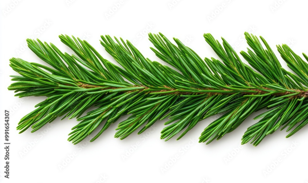 Spruce Branches Border on White Background Spruce Branches Border on White Background