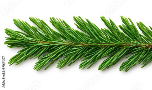 Spruce Branches Border on White Background