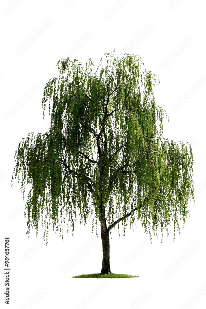 Fototapeta premium A weeping willow tree with cascading branches and leaves, isolated on transparent background, PNG file, perfect for a peaceful, dreamy mood