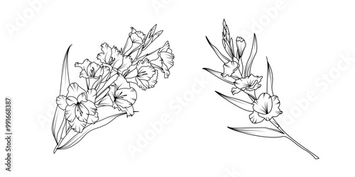 Gladiolus flower bouquet arrangement line art on white background. Silhouette Gladiolus botanical hand drawn element for wedding, invitation frame design, vector illustration