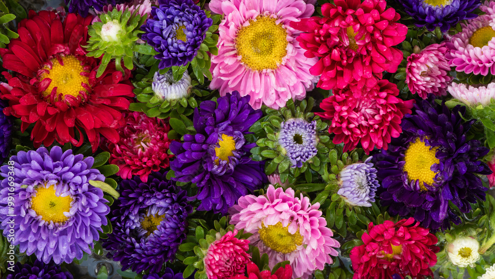art background of purple, pink, and red autumn aster flowers in water art background of purple, pink, and red autumn aster flowers in water