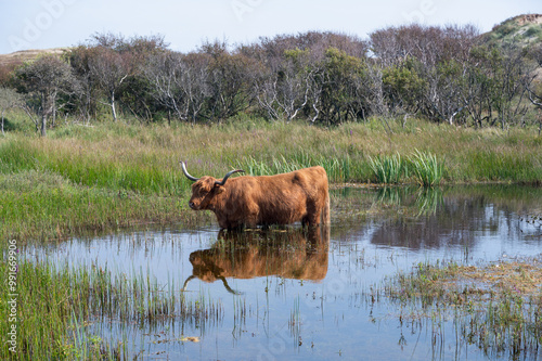 A Highland cattle stands in a small lake in a dune landscape