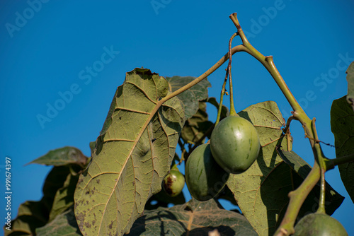 The tamarillo (Solanum betaceum) is a tree or shrub with egg-shaped edible fruit. The common names include tree tomato, blood fruit, and terong Belanda (Dutch eggplant). photo