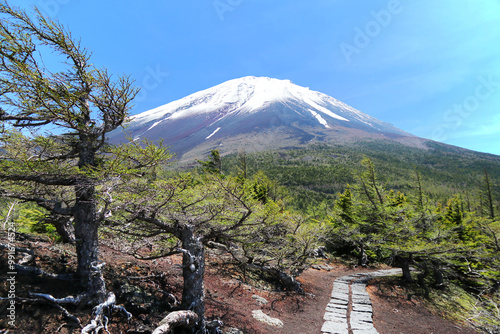 富士山、奥庭、奥庭自然公園、四～五合目（春から初夏の富士山）
