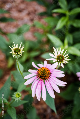 Close up of a pink flower with a yellow center and green leaves