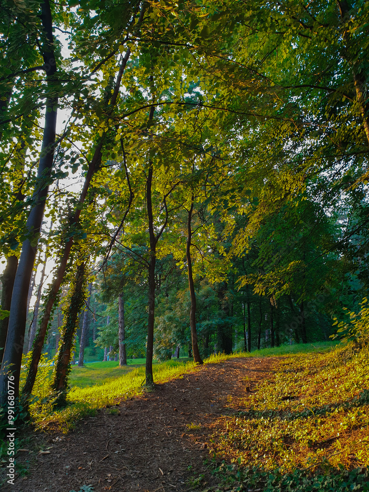 Fototapeta premium autumn in the forest