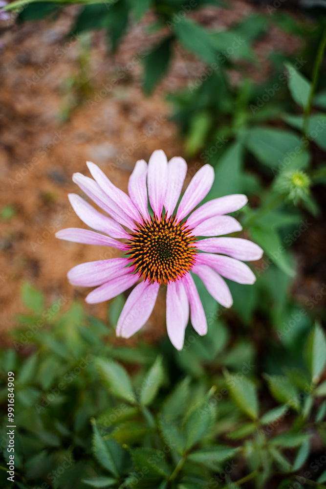 Obraz premium This image provides a closeup view of a beautiful pink flower that has a vibrant yellow center, all of which is framed by lush green leaves surrounding it, creating a vibrant scene