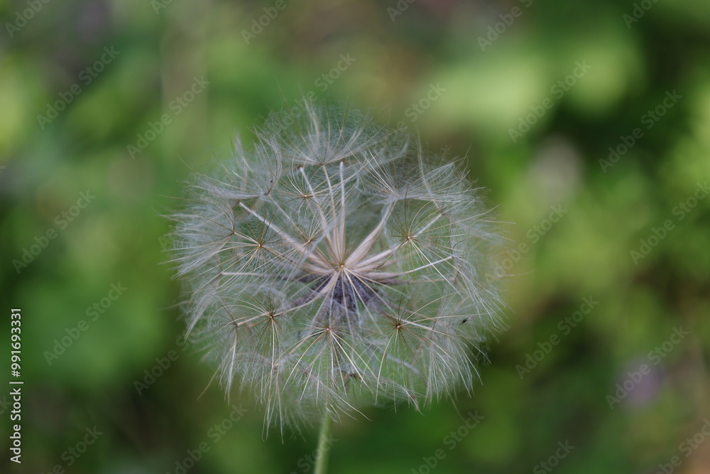 Fluffy dandelion close-up. Botanical macro photography. Fluffy dandelion close-up. Botanical macro photography.