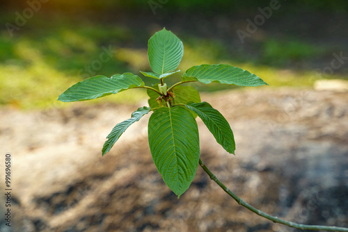 Kratom is a medicinal plant. The scientific name is Mitragyna speciosa (Roxb.) Korth. Each variety is different in the color of the leaf veins. Thailand is found to be red stem varieties. photo