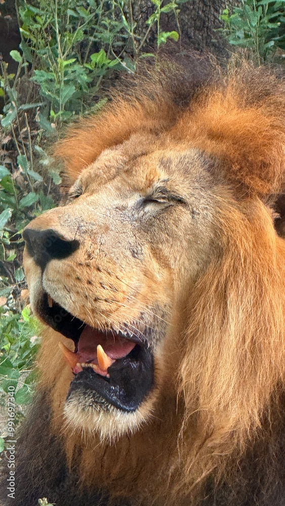 portrait of a lion captured in Houston Zoo, Texas, USA