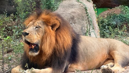 portrait of a lion captured in Houston Zoo, Texas, USA photo