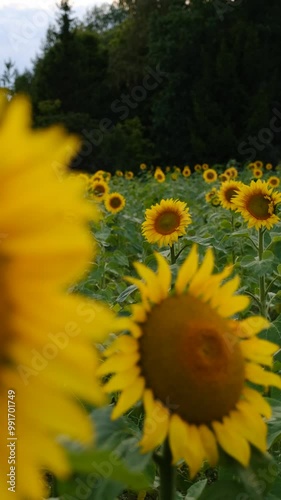 field of sunflowers