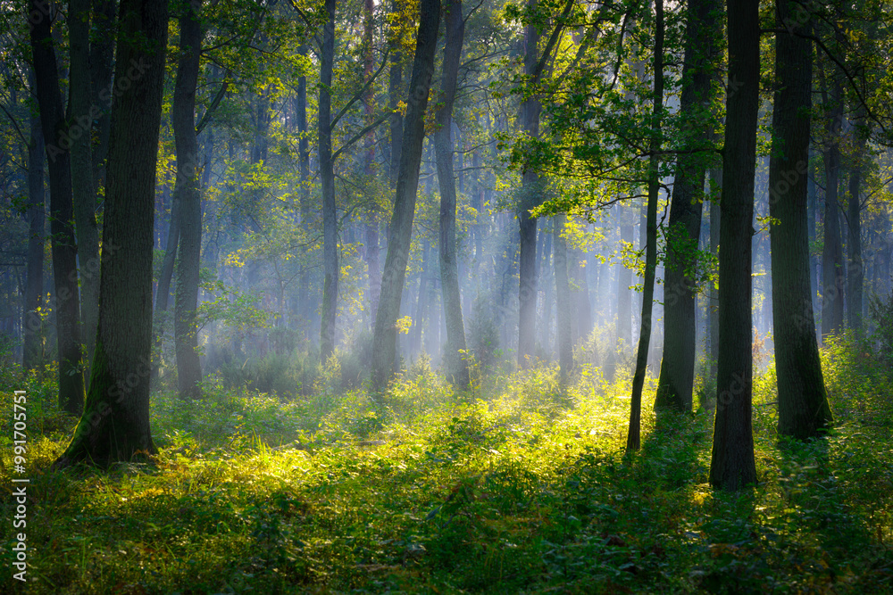 Obraz premium Beautiful sunny morning in green forest