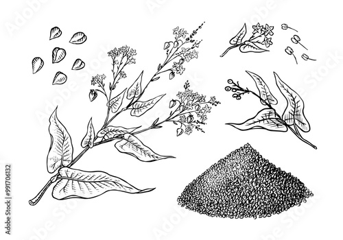  Collection of buckwheat. Engraved, hand drawn plant and buckwheat groats. Grass cereal crops outline icon set vector illustration. Ink and clipart style. Line hand drawing agriculture.