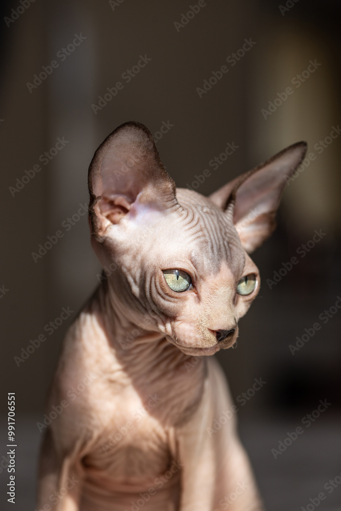 Cute sphynx cat, friendly little cat Cute sphynx cat, friendly little cat