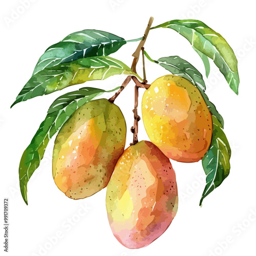 Watercolor illustration of Mango, isolated on a white background, and Mango vector