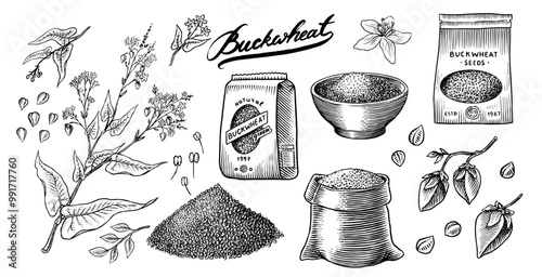  Collection of buckwheat. Engraved, hand drawn plant and buckwheat groats. Grass cereal crops outline icon set vector illustration. Ink and clipart style. Line hand drawing agriculture.