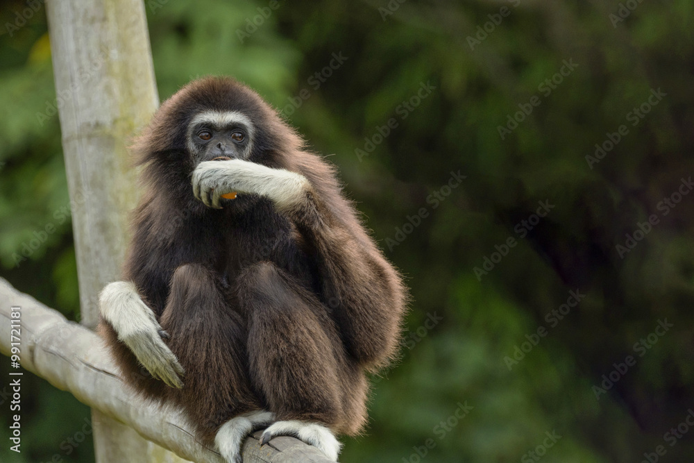 lar gibbon white-handed gibbon, an endangered primate in the gibbon family lar gibbon white-handed gibbon, an endangered primate in the gibbon family