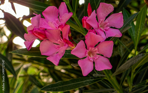 Violet colored oleander flowers on a colorful natural background on a sunny day.