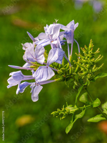 Light blue Jasmin flowers on a nayural green background on a sunny day.